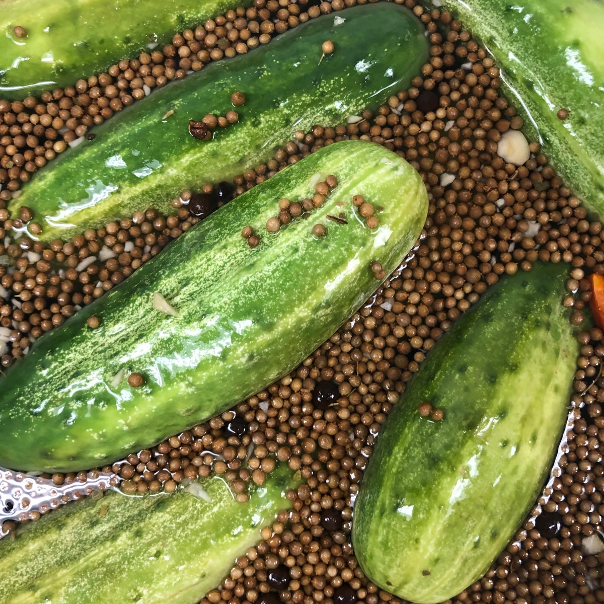 Topor's Pickles tweet media