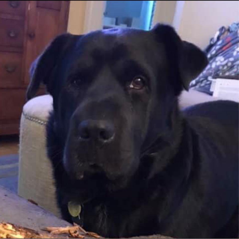 lbmonsta's tweet photo. @DaysOfOurDodger Barney…I miss him so much https://t.co/ooib3LWAow
