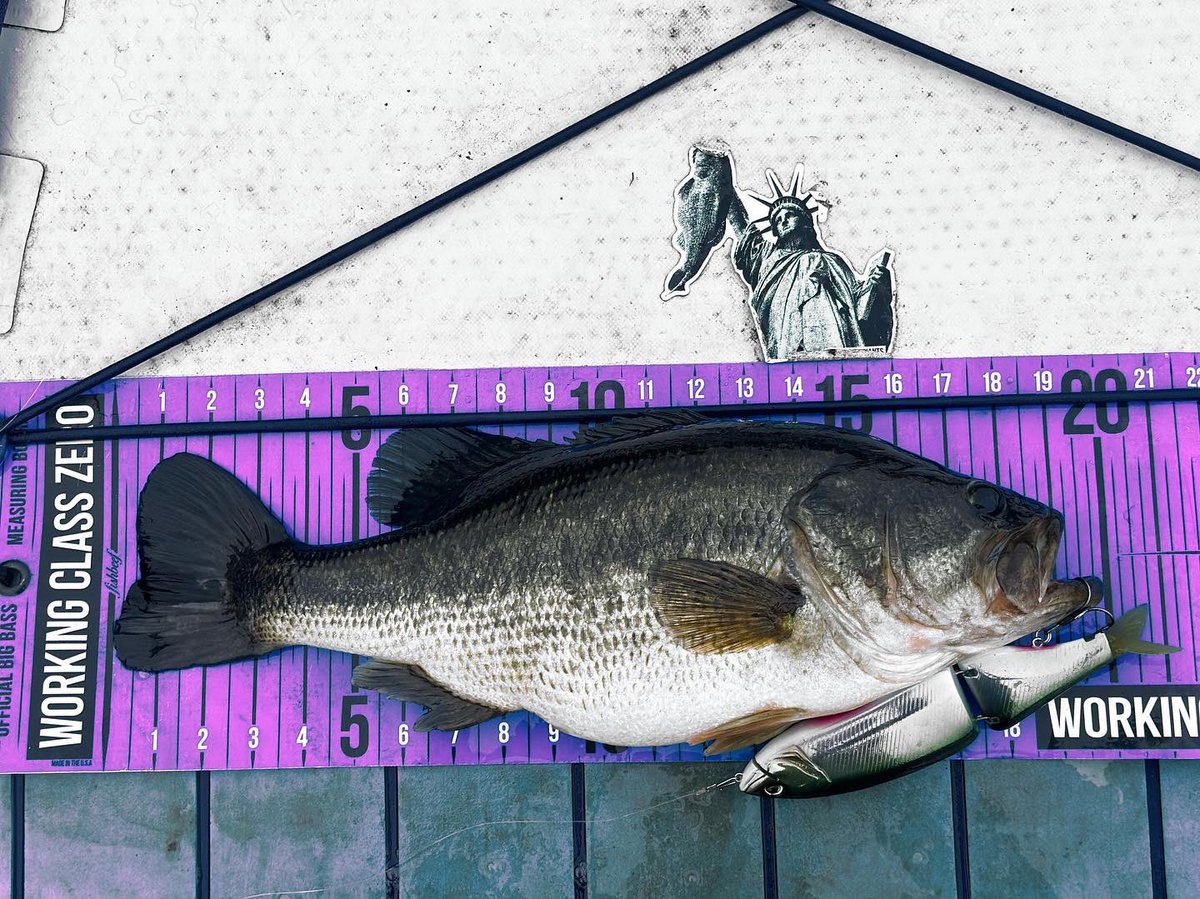Lets_Justfish's tweet photo. Damage done on the K9 (Magic Shad) 

No lip - Mode B
20in (50.8cm) X 4.96lbs (2.25kg)

#allornothing #klash9 #workingclasszero🗽#DRT https://t.co/JiuEyjsm2j
