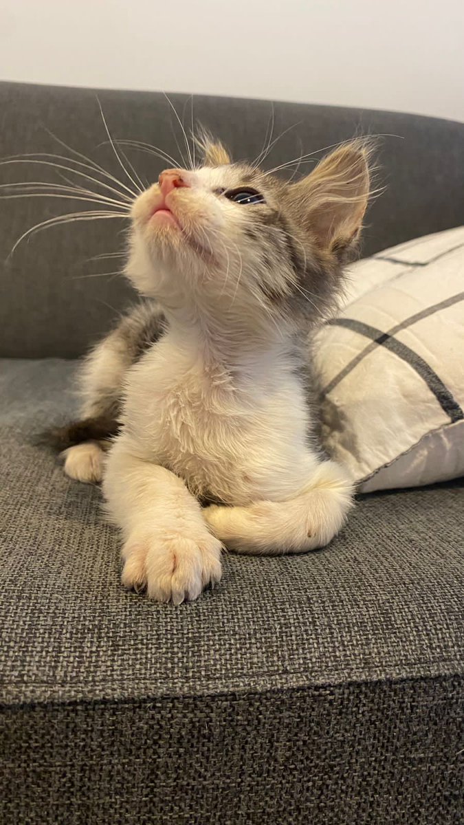 josespinuzza's tweet photo. Buscamos un hogar transitorio o permanente para Timoteo. Lo rescatamos del motor de un auto. Su provi no puede tenerlo más y necesitamos urgente un lugar para el. Es muy dulce y compañero. Esta ya en tratamiento por unos hongos, así que mejor si está sin otros animales por ahora https://t.co/m9VkhlxtYK