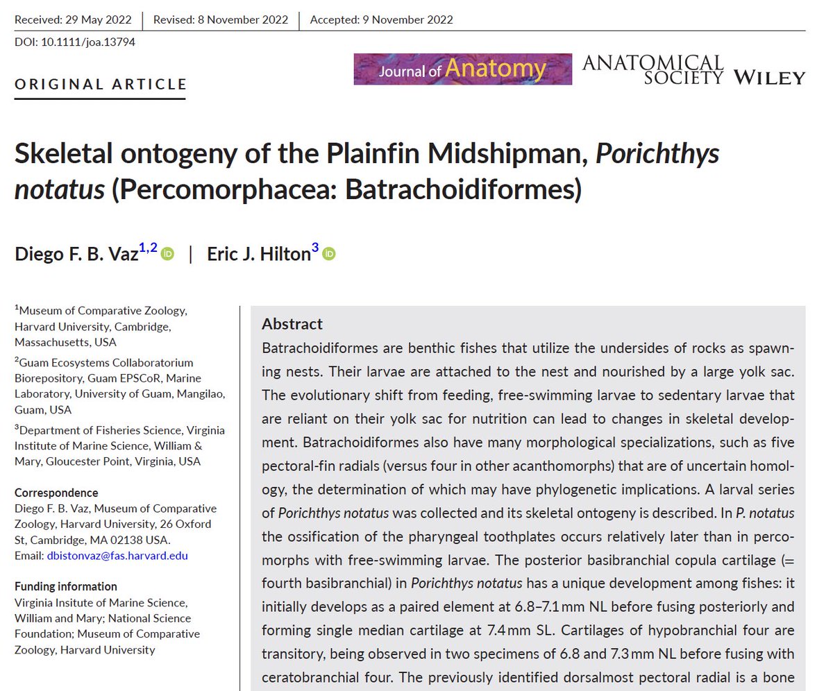 dfbvaz's tweet photo. Happy to share the description of the skeletal ontogeny of the Plainfin Midshipman, Porichthys notatus. Big shout out to @Fishguy_FHL,  Jose Sisneros, and Rob Mohr to help me and Eric  to find the nests. Open access at https://t.co/5E5elSJAJb https://t.co/aNkUaNXRHQ