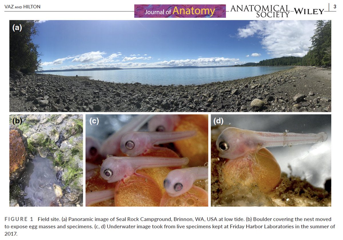 dfbvaz's tweet photo. Happy to share the description of the skeletal ontogeny of the Plainfin Midshipman, Porichthys notatus. Big shout out to @Fishguy_FHL,  Jose Sisneros, and Rob Mohr to help me and Eric  to find the nests. Open access at https://t.co/5E5elSJAJb https://t.co/aNkUaNXRHQ