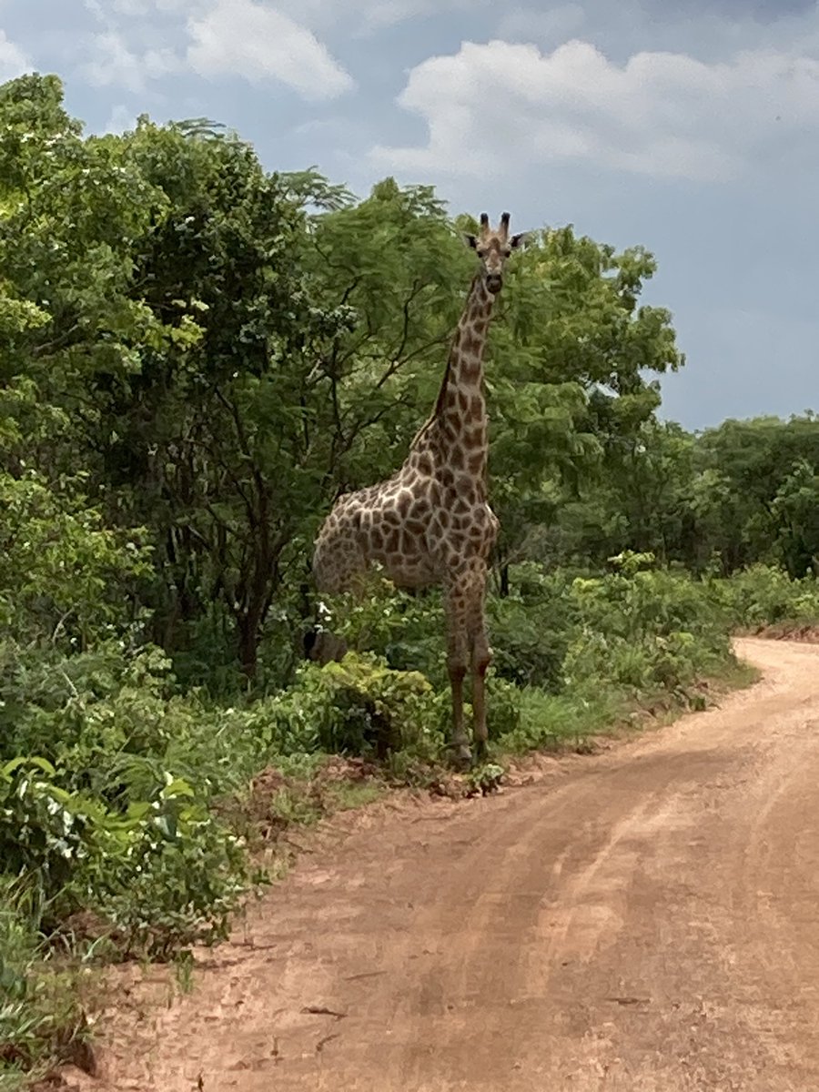 BoersmaDarryl's tweet photo. Visiting friends in Zambia.  It’s a beautiful country https://t.co/me5rl7Tv1Y