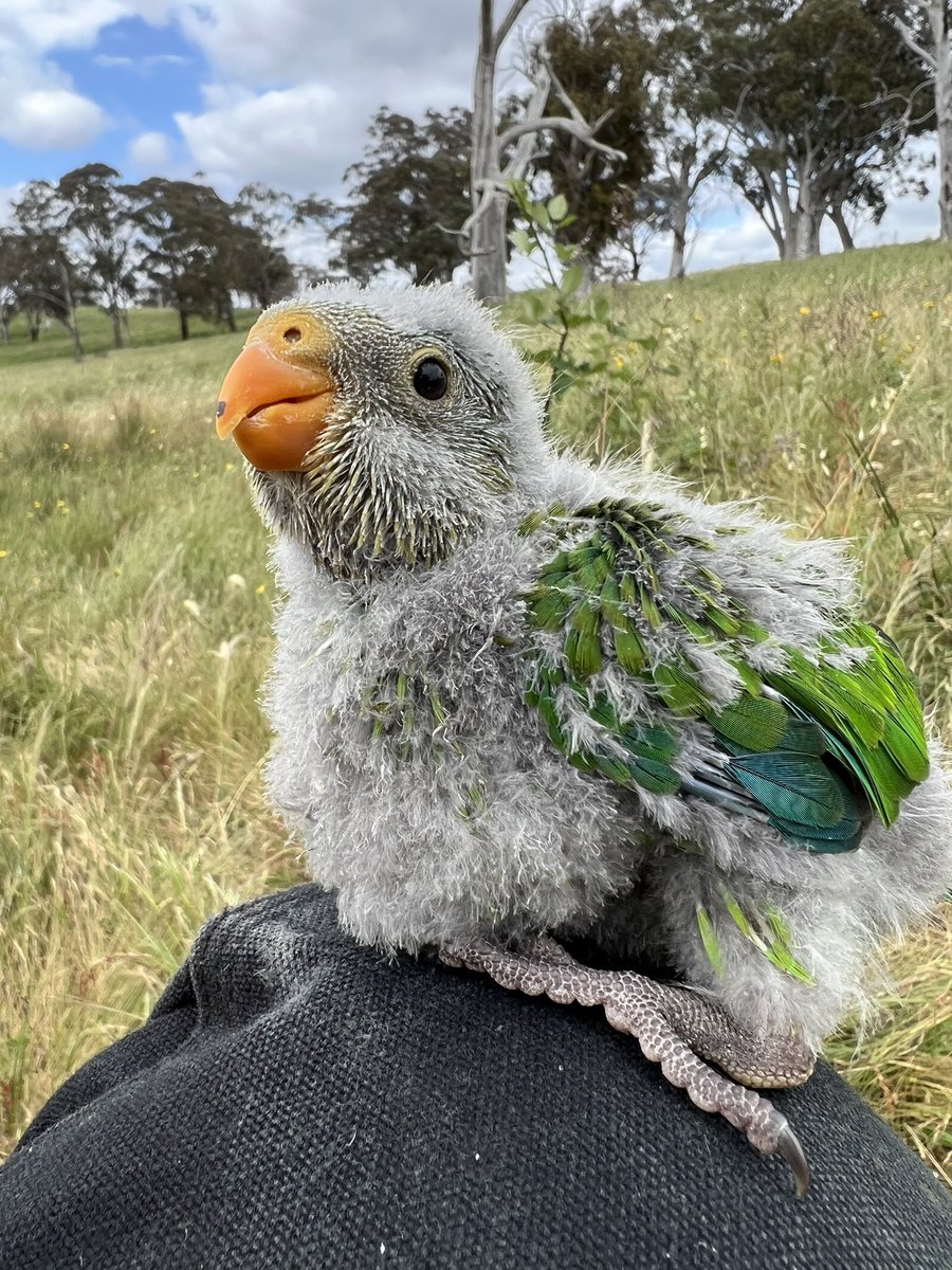 Dr SWIFT PARROT tweet media