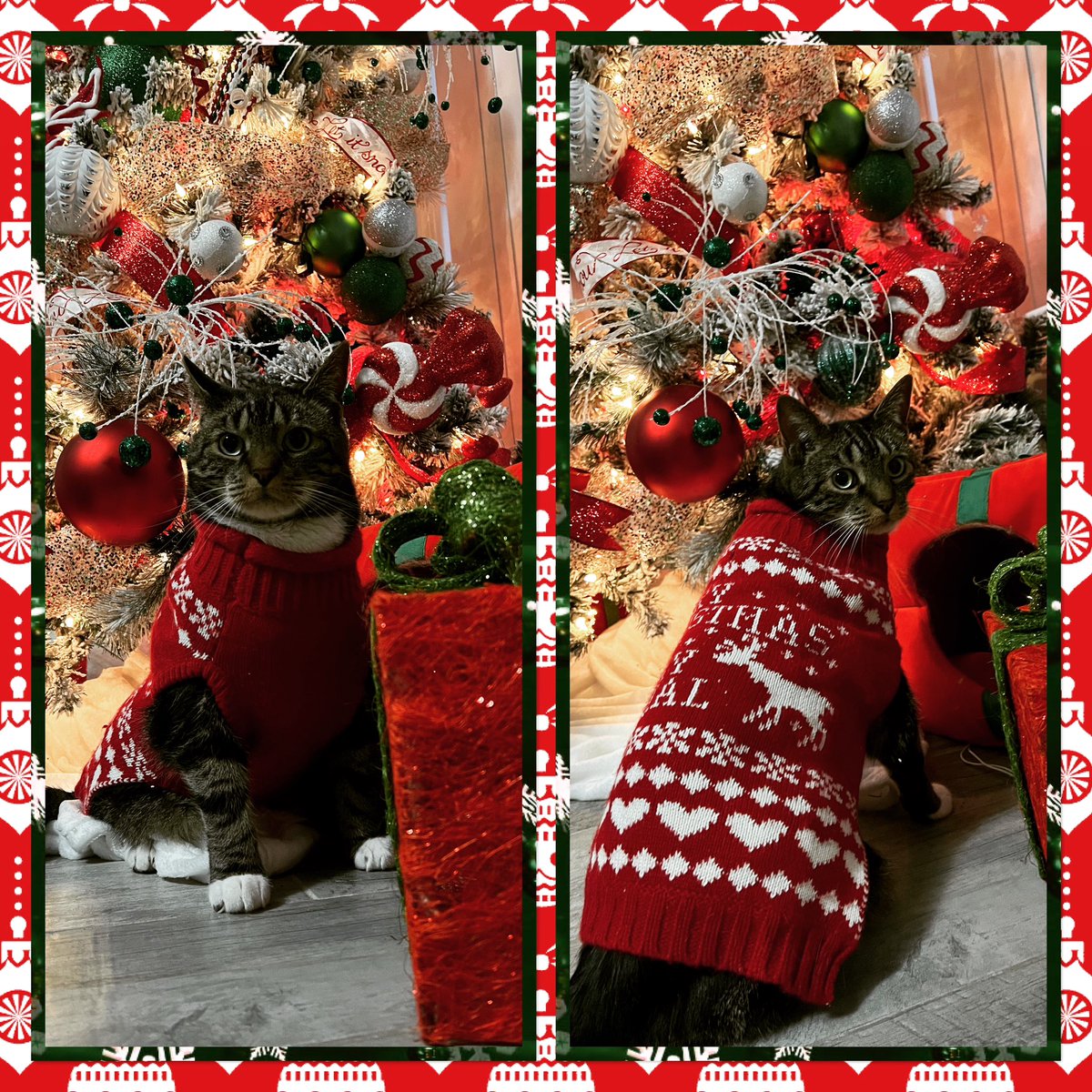 YellowRoseOfTX1's tweet photo. On the third day of #Bobmas my Meowmy gave to me 3 head scratches 🫳🏼

#12daysofBobmas #12daysofchristmas #christmas #catmas #christmas2022 #CatsOfTwitter https://t.co/uq06kUufdW