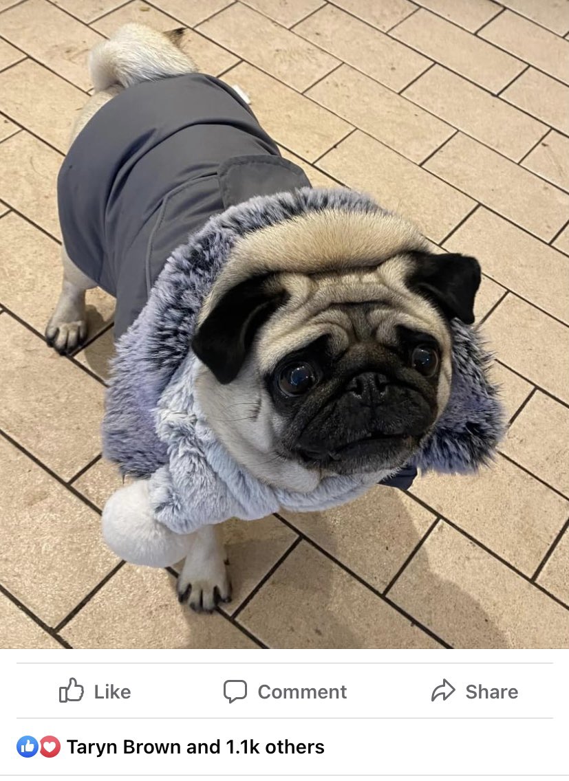 PaulCTayla's tweet photo. Looks like Pebs is now an official influencer. Available to hire for club openings and new pet shop appearances. DM to speak to her agent 🐶 https://t.co/av10enSPKb