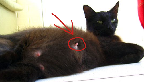 Iris_Sandwiches's tweet photo. @TweetsOfCats Here is an image with something pointing at a boob. I can't really find a diagram of it so if anyone can find one then please send it. https://t.co/nhI0qXd5Wk