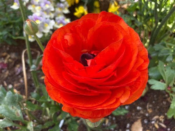 歐陽健勝 (@orthopaedicsur6) on Twitter photo 