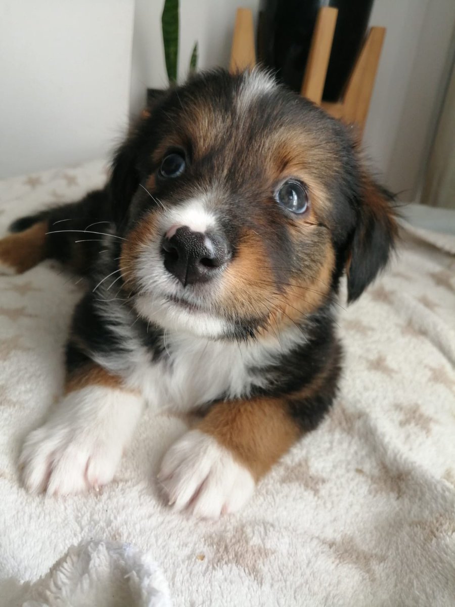 Hola!! Beethoven sigue en adopción responsable 🏡. Tiene 45 dias, ya esta desparasitado y tiene su primer vacuna 💙💙 <a href="/VivireNuevaCba/">VivirenNuevaCórdoba®</a> 
Me ayudan a difundir? Éste bebé se merece una familia que lo ame mucho.