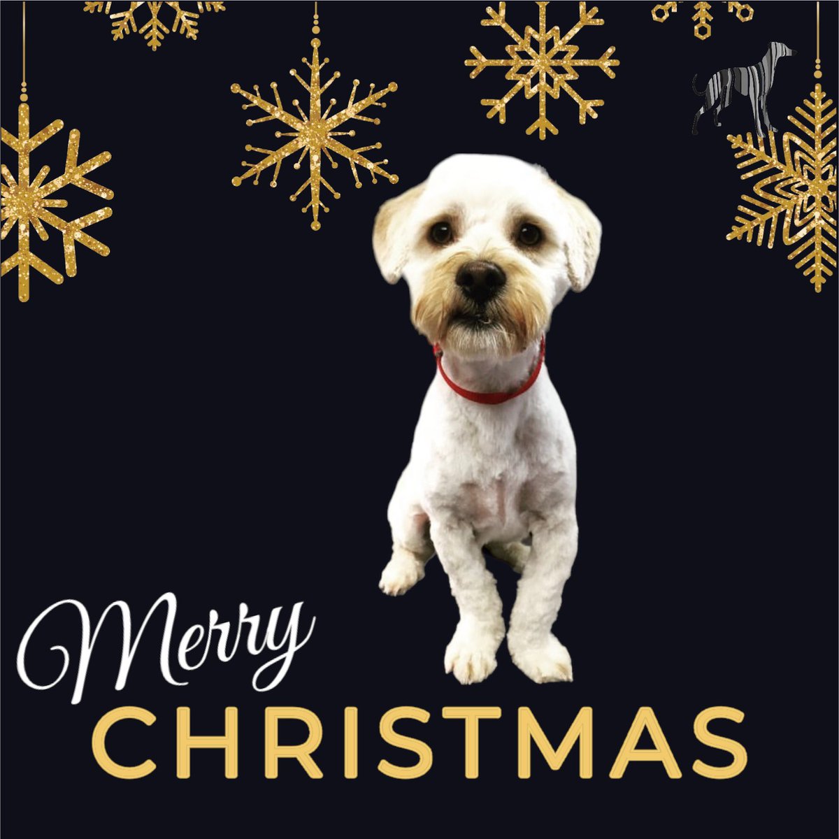 BlenheimandBlue's tweet photo. #blenheimandblue #doggrooming #dogsofinstagram #doggroomer #alfreton #matlock #crich #dog #doglover #doglyness #christmas #christmasdog #christmasdogs #christmasdogsofinstagram #dogsoftwitter https://t.co/2jIlXwWVIe