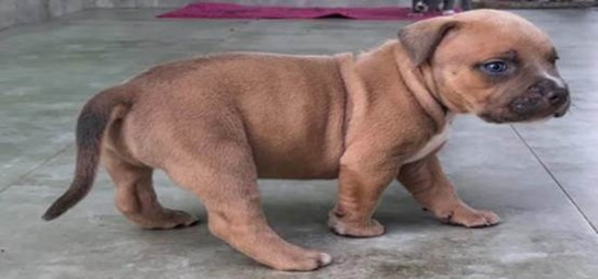 DCPoliceDept's tweet image. MPD seeks assistance in locating suspects and a dog stolen in a Burglary One While Armed (Gun) offense that occurred on Thursday, December 15, 2022, in the 100 block of Irvington Street, Southwest.

Have info? Call (202) 727-9099/text 50411

Release: bit.ly/3jcRr79