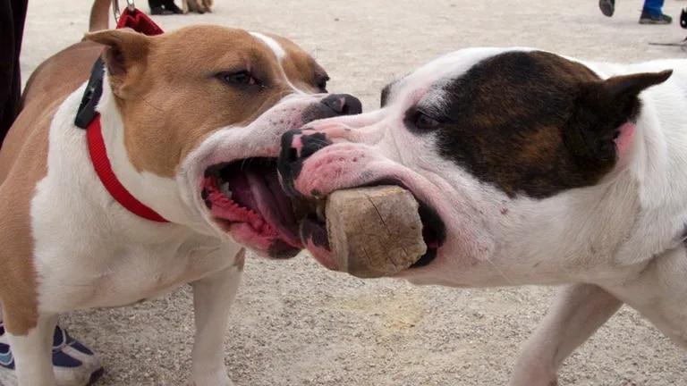 Aprueban en Córdoba una ordenanza que regula la tenencia de perros peligrosos: cuáles son las 15 razas incluidas lanacion.com.ar/sociedad/aprue…