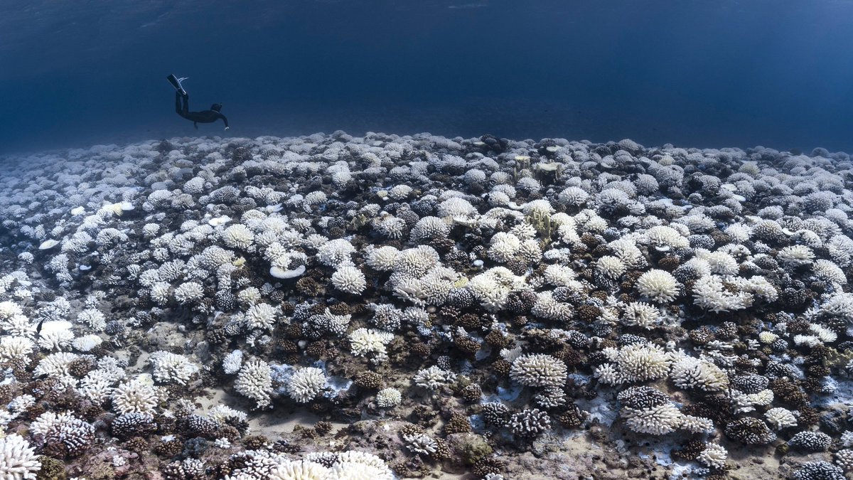 Capitals Coalition tweet media