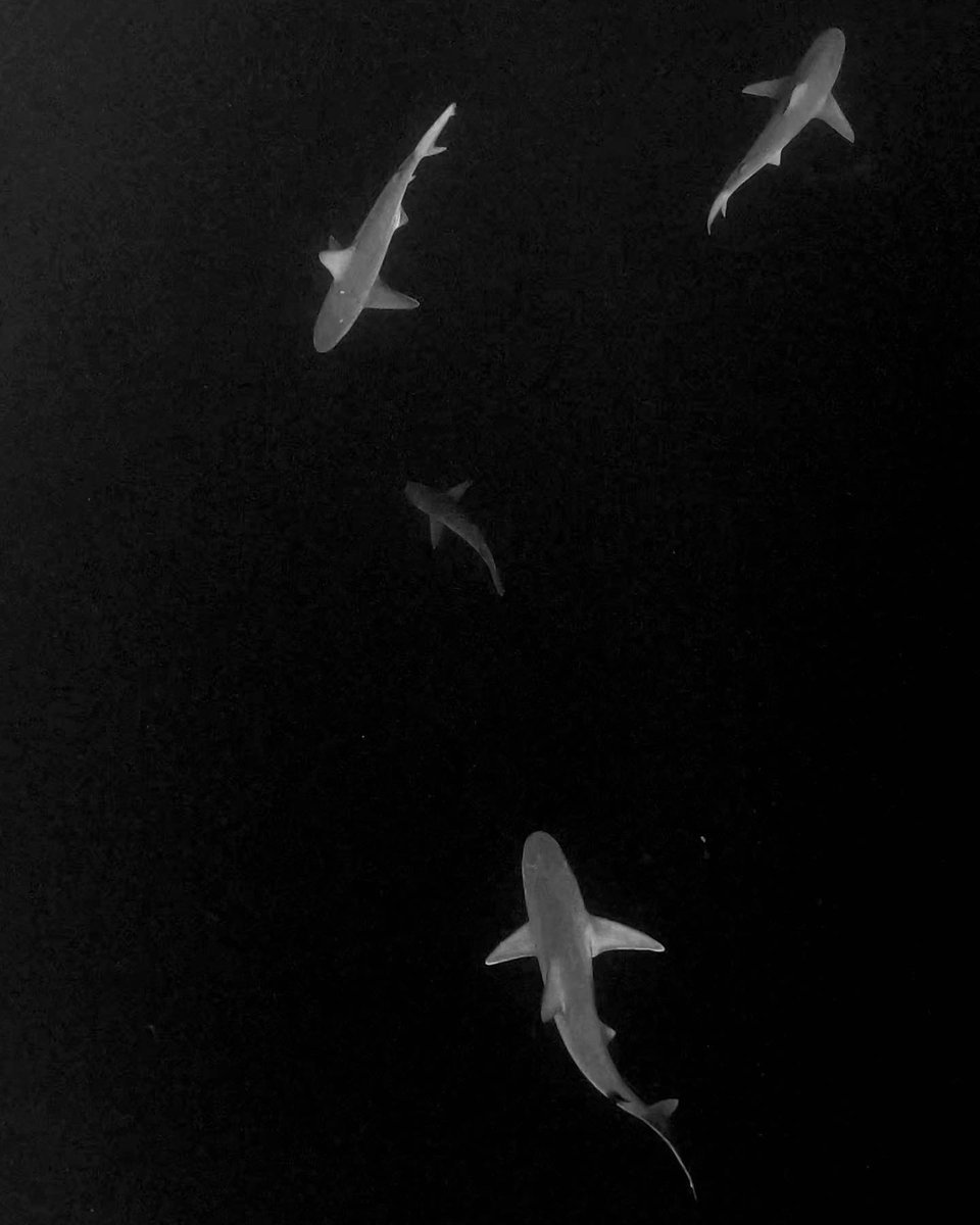 Two things that I captured that made my week. Sharks and a moonbow. Ain’t nature grand?