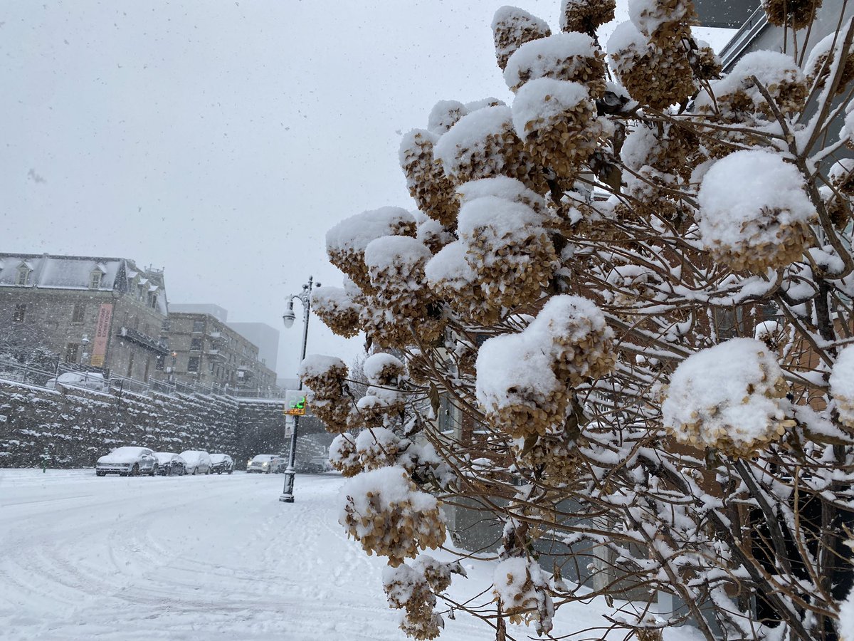 #COP15 も大詰め！
雪化粧のモントリオールで、大臣クラスの交渉官が続々と現地入りしています。

午後の総会の冒頭で、生物多様性の損失は「人間にとっての安全保障問題だ」とはっきり述べられていたのが印象的です。