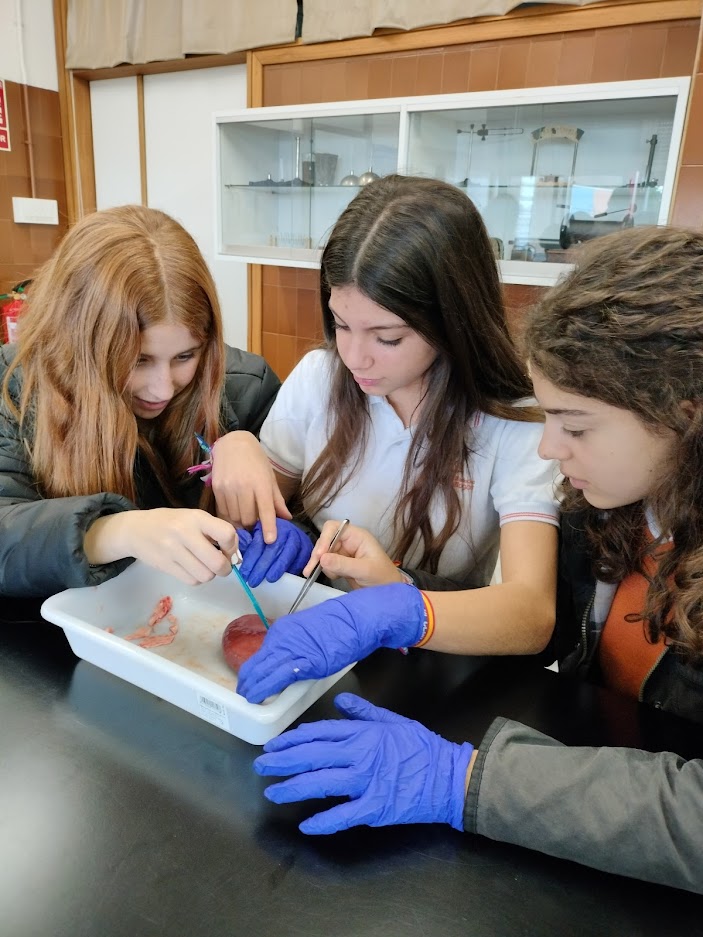 FranciscanasCor's tweet photo. En 𝓑𝓲𝓸𝓵𝓸𝓰𝓲𝓪 de 3ºESO toca clase en el laboratorio. Con la ayuda de los alumnos de 𝓑𝓪𝓬𝓱𝓲𝓵𝓵𝓮𝓻𝓪𝓽𝓸, diseccionamos riñones como auténticos cirujanos. ¡Muchas gracias a carnicería Chichas por ceder material para disección!
#SomosFranciscanas #STEM https://t.co/t4vOoQhTsI