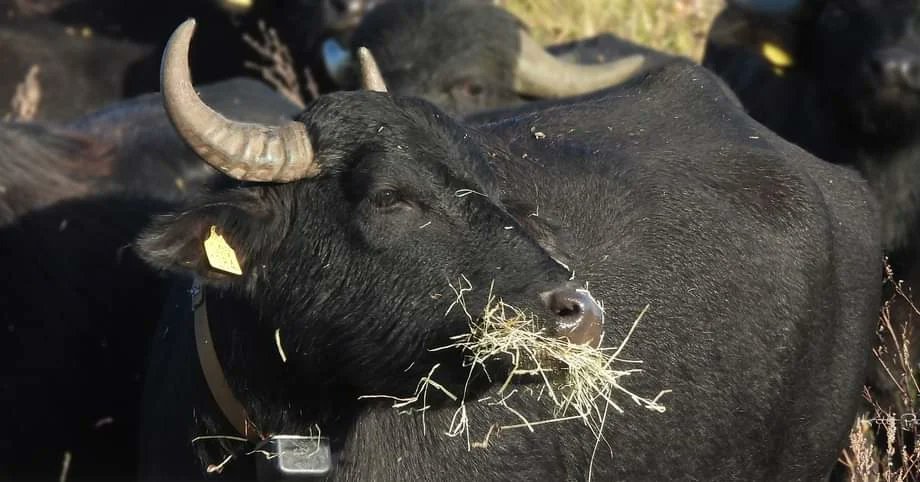 Kittydabunik's tweet photo. Un poosje gelee mocht ik mee, kieke noar #waterbuffels, ik had ut geluk ze van best dichtbij (achter un hekkie 😉) te bewonderen, verlege zien ze wel, dus snel #camera aan en knipse #📷 gweldig moment 😁!! #genieten !! @FREE_Nature https://t.co/DKmz4kbcg0