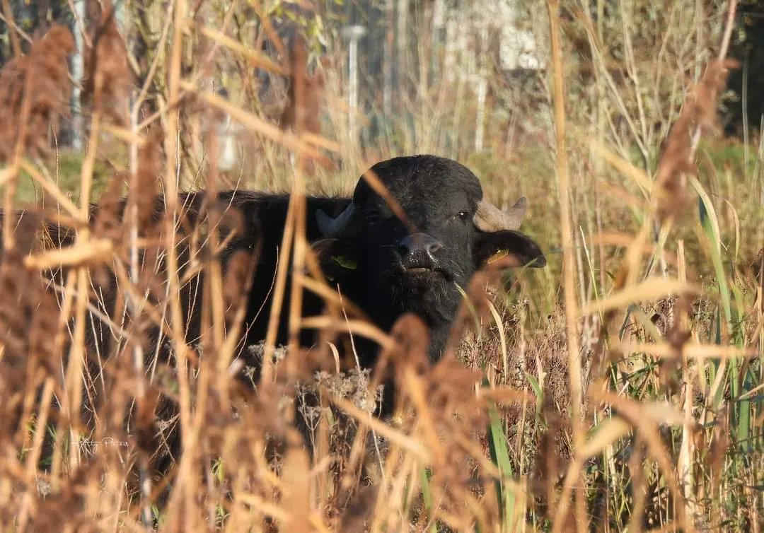 Kittydabunik's tweet photo. Un poosje gelee mocht ik mee, kieke noar #waterbuffels, ik had ut geluk ze van best dichtbij (achter un hekkie 😉) te bewonderen, verlege zien ze wel, dus snel #camera aan en knipse #📷 gweldig moment 😁!! #genieten !! @FREE_Nature https://t.co/DKmz4kbcg0