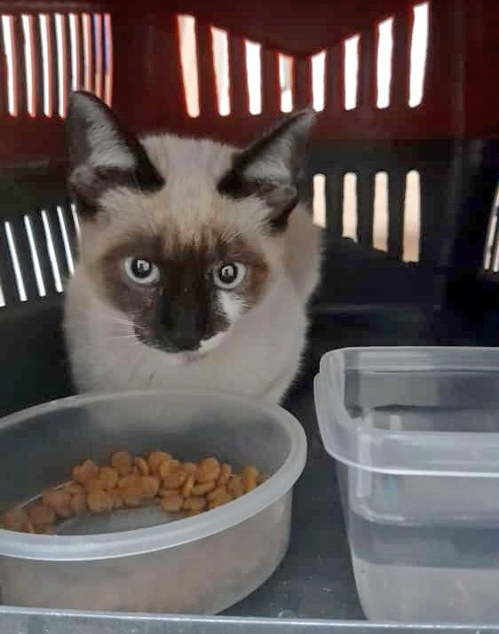woninne's tweet photo. 🇧🇷⚠️ abandonaram esse gatinho na frente da minha casa, acho que pelo fato de que ja tenho outros gatos, no total são 7 femêas e ele é macho :( então eu não tenho como ficar, eu sou de sp - zona leste, eu posso levar ele até você, por favor entre em contato.

RT POR FAVOR https://t.co/T2FUGlMP5Q