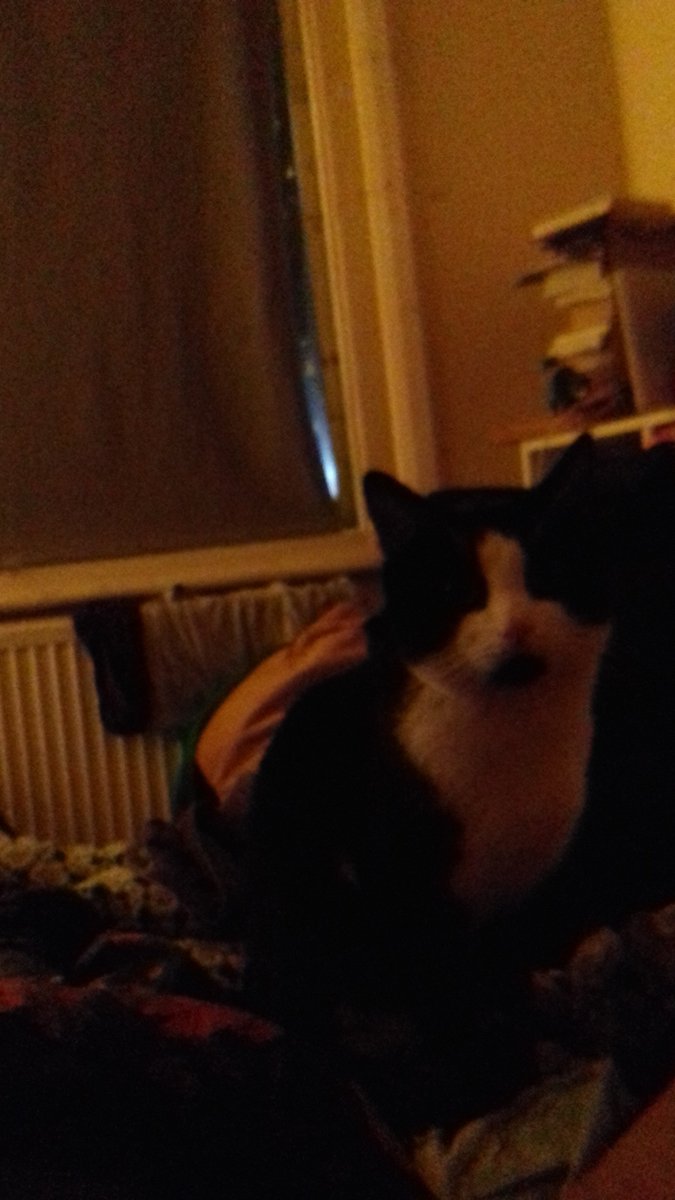 RachelB78765079's tweet photo. This is for my beautiful Angel Bruce Springsteen Cat-who over the past 4 &amp; half years has done more for me than a shot of Morphine. Bruce I love you so much and I am glad you found me. Love you darling with all my heart.
#FuckTerminalCancer https://t.co/rXo4net3xf