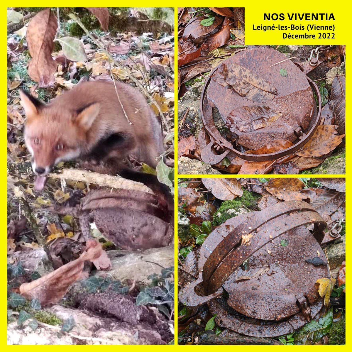 Un renard libéré d’un piège illégal. Un 2ème piège à côté avait tué un merle. 

Les services de l’État sont avertis et nous (asso Nos Viventia) avons porté plainte pour piégeage illégal.

Piéger des renards est hélas autorisé avec toute sorte de pièges atroces mais pas ce modèle.