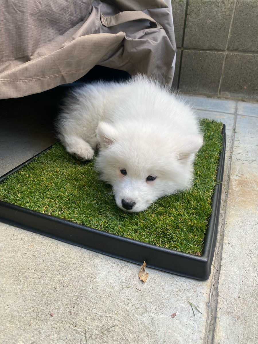 Emily Lonetto tweet media