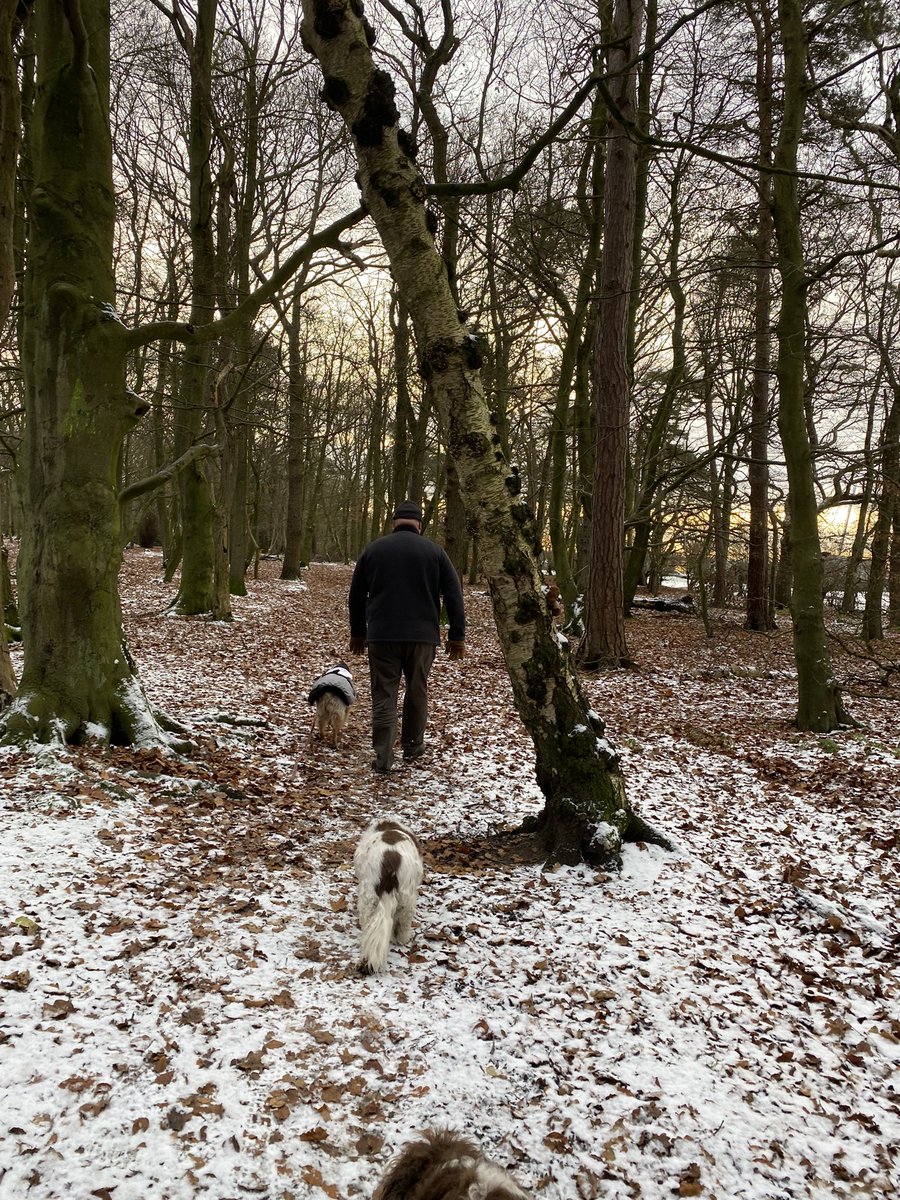 SpanielsSuper's tweet photo. @Susanne30308556 It is Gosforth Park, we were on our way to our vets to pick up some meds. When we moved to Morpeth we kept our Newcastle vet as he’s so good. Good vets are hard to find 👍😊 #DogsOfTwitter #GosforthPark https://t.co/jpDTUY4CRd