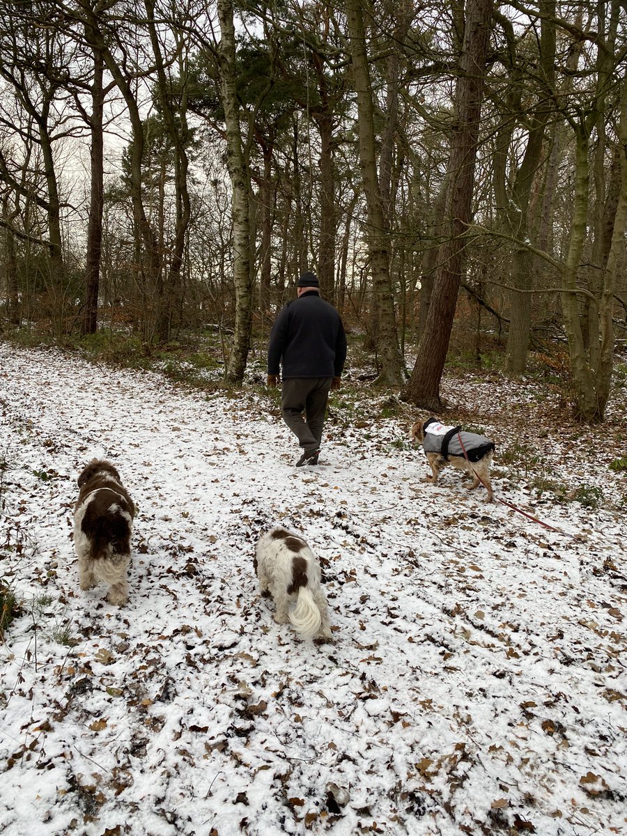SpanielsSuper's tweet photo. @Susanne30308556 It is Gosforth Park, we were on our way to our vets to pick up some meds. When we moved to Morpeth we kept our Newcastle vet as he’s so good. Good vets are hard to find 👍😊 #DogsOfTwitter #GosforthPark https://t.co/jpDTUY4CRd