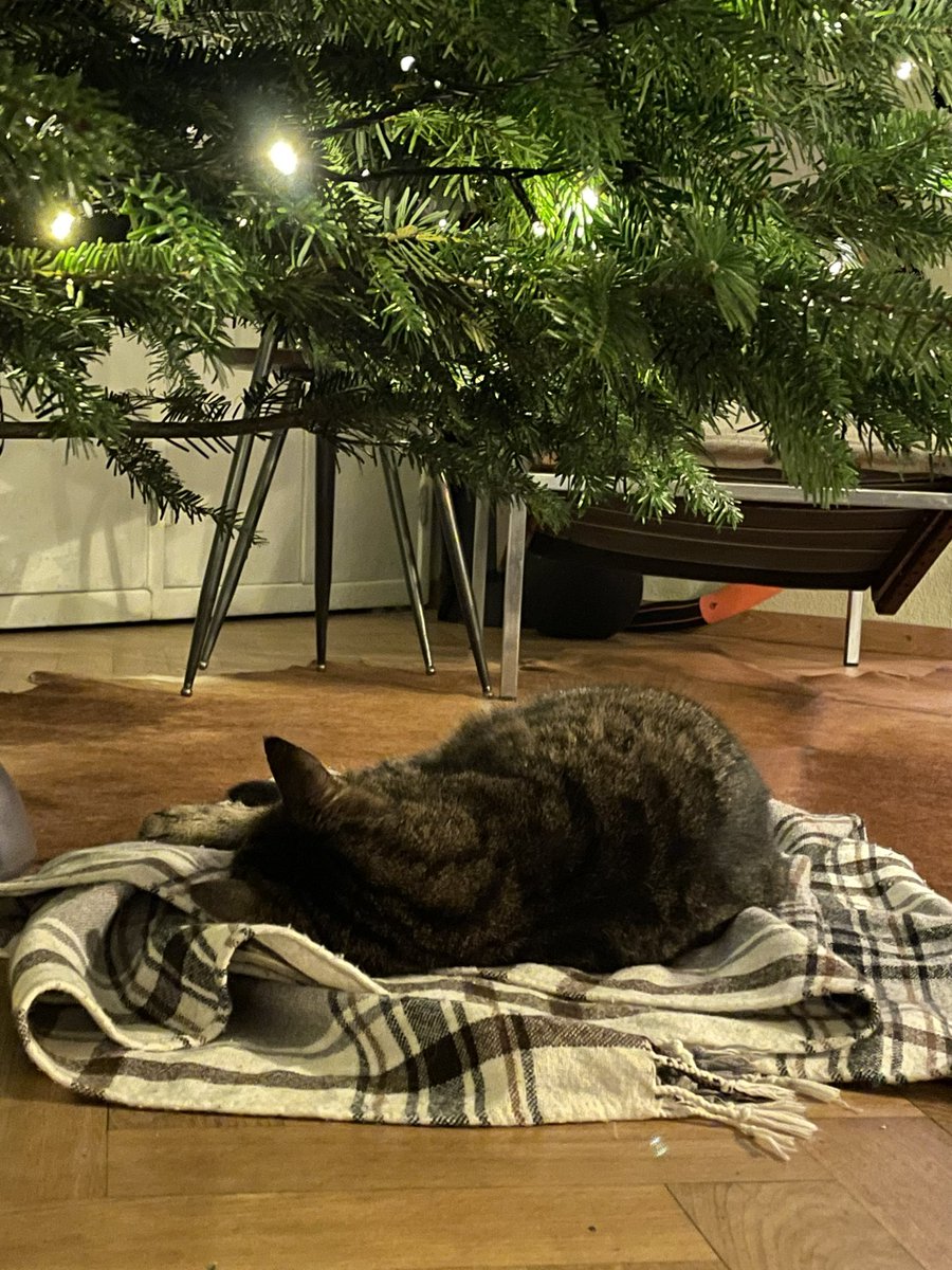 Meggy_Mae's tweet photo. Soon #christmas with #Elmo. #CatsOfTwitter #hyperthyroidcat After 16 days of Thiamazol I think he is regaining some spirit https://t.co/JLXHEspMbj