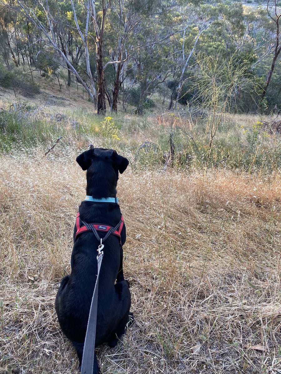 Dog sees kangaroo
