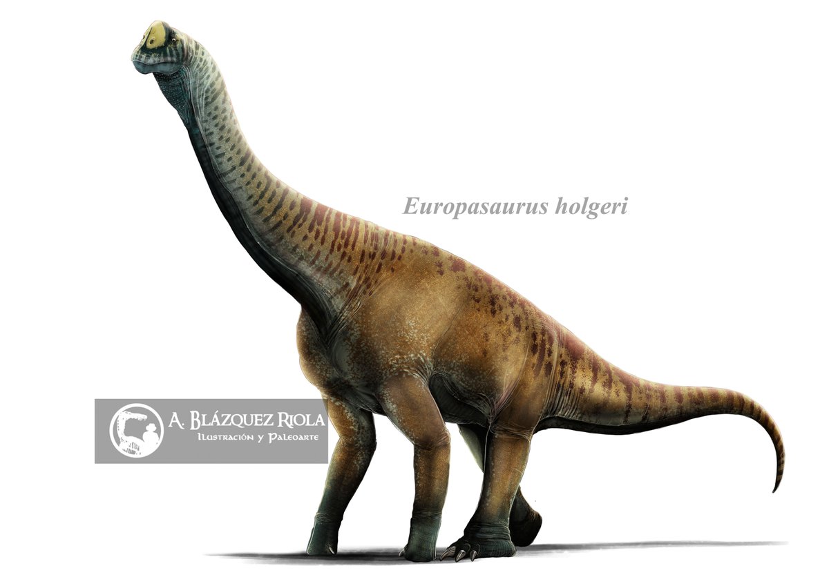 Europasaurus holgeri

let`s give him love 🦕🥰  

#paleoart #paleoillustration #Dinosaurs #Europasaurus #Sauropod #Dinovember
