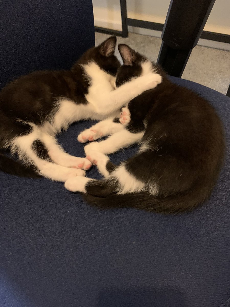 Racheltimlin1's tweet photo. They were fighting earlier and now look 😂😭❤️ https://t.co/x6Fo2wtxKP