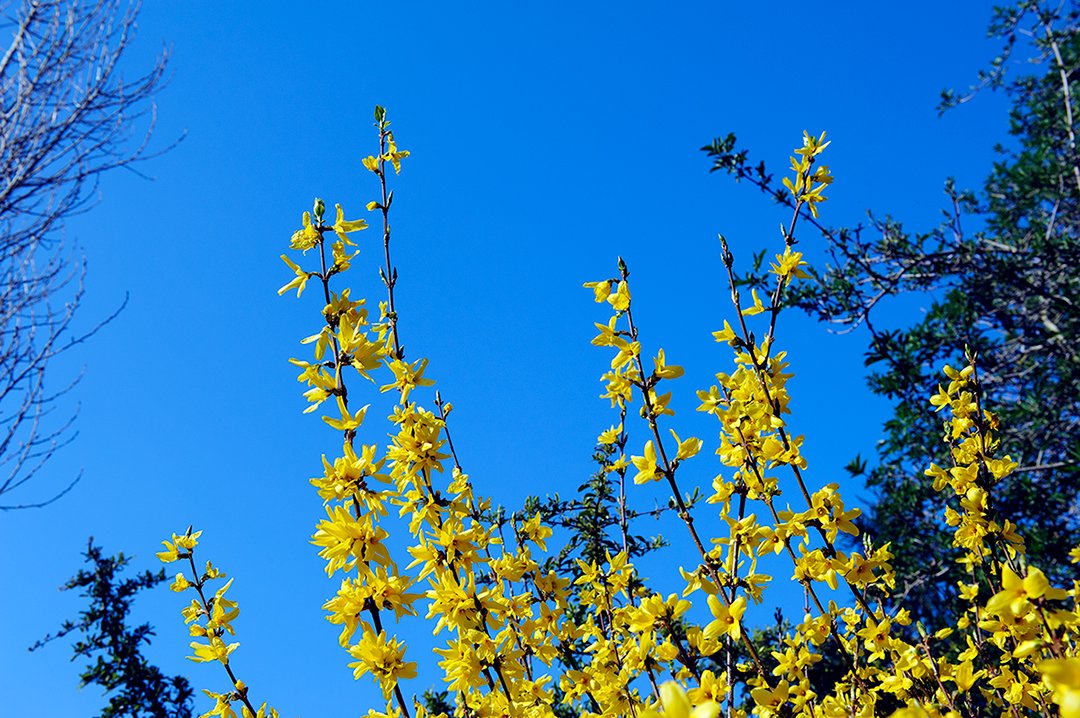 bronwenhyde's tweet photo. against her yellow i'm no longer me

i posted this early access for my #patreon patrons.

become a patron: https://t.co/WDDVZ1OQ4q

#borderforsythia #forsythia #flowers #yellow #tree #nature #blue #bluesky #cemetery #groveparkcemetery #grovepark #london #england #afloraltribute https://t.co/Ha3Ezv5E3W