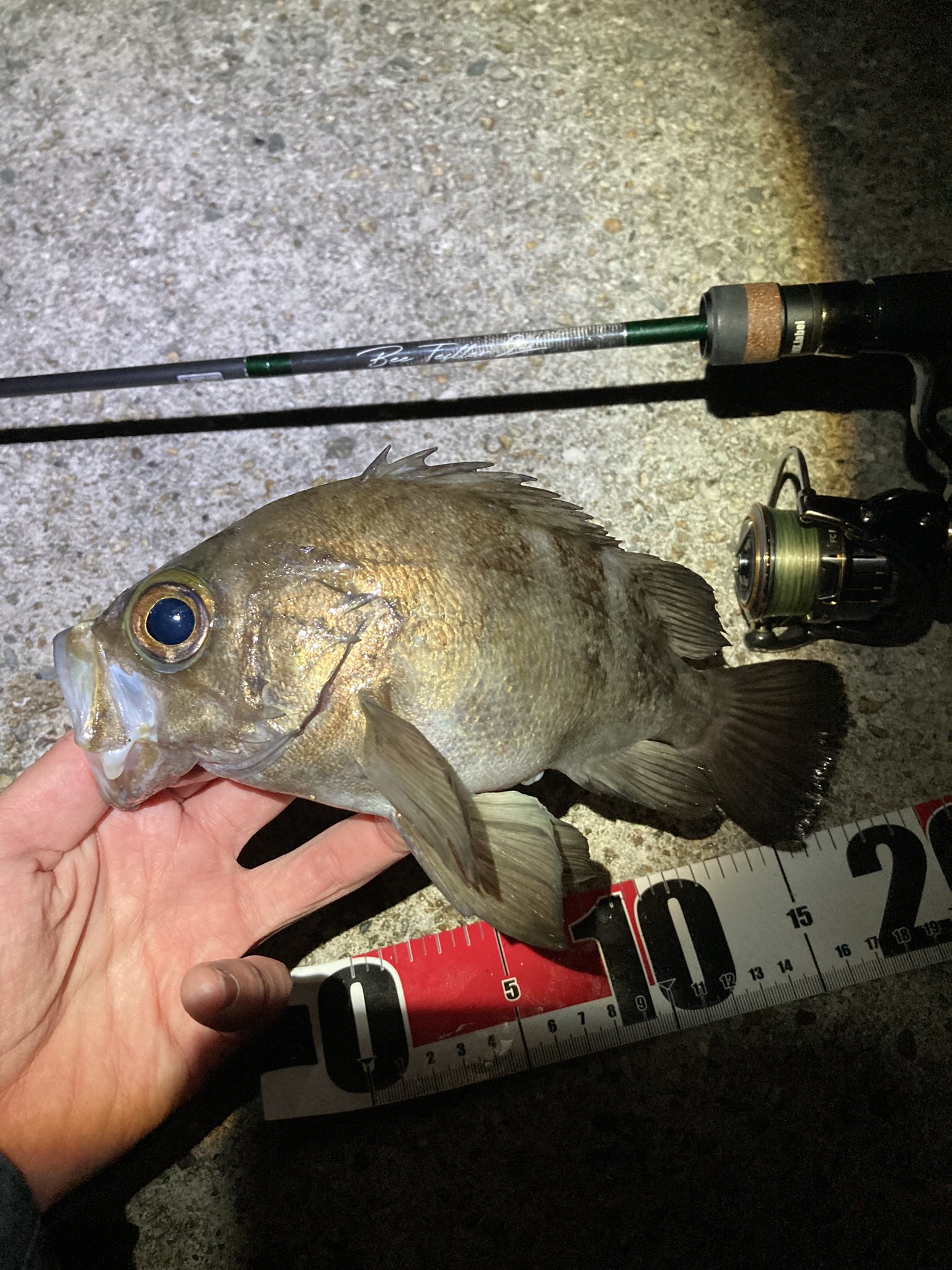 インクスレーベル ビーテスラー 【公式通販】