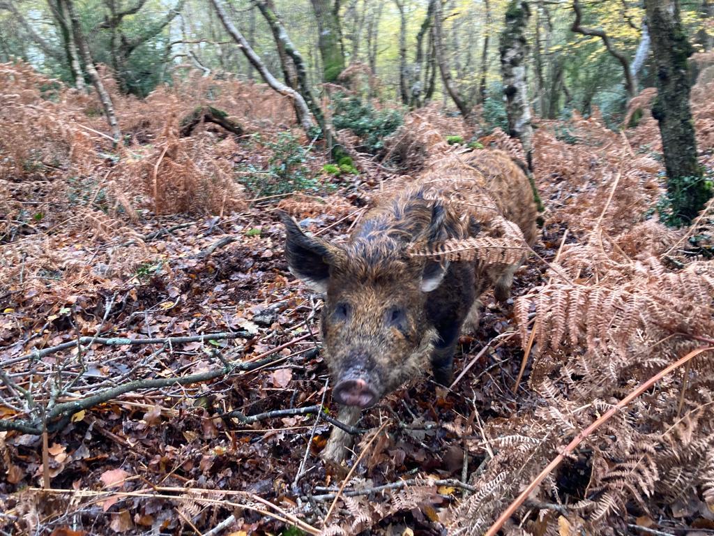 Is this the new face of Wild-Boar in the UK? A Mangalica roaming free (well sort of) on the Isle of Purbeck, Dorset. 
Thank you to Mike Howlett for the image.