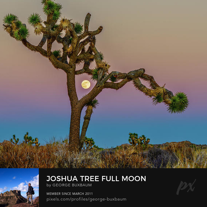 GeorgeBuxbaum's tweet photo. Golden hour, full moon, and sunrise at Joshua Tree National Park.
#NationalPark #VisitCalifornia #JoshuaTree #earthshadow #georgebuxbaumphotography https://t.co/egLUO4fOjr
