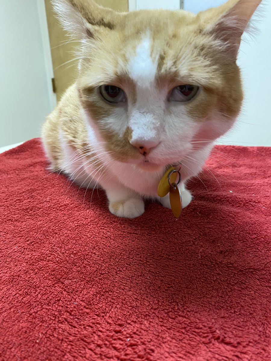 VetosTweetos's tweet photo. Veto’s dad here.

We unfortunately had to say goodbye to sweet Veto this morning. He was the best kitty I ever did know.

I don’t think I’m going to post here for just Yoshi. I’m barely on Twitter anymore and my heart just isn’t in this. But thank you all for the good years ❤️ https://t.co/2TWLiNxAB4