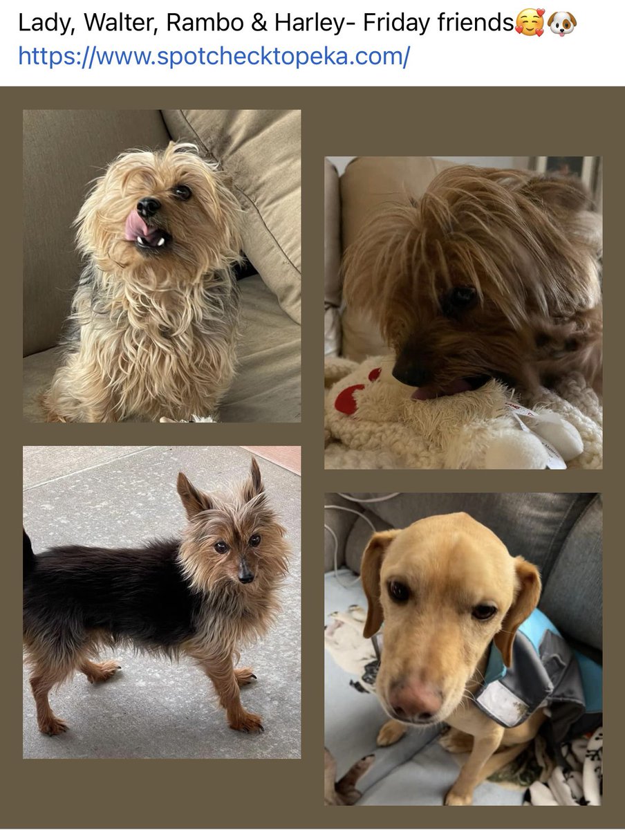 dawn tush tweet media