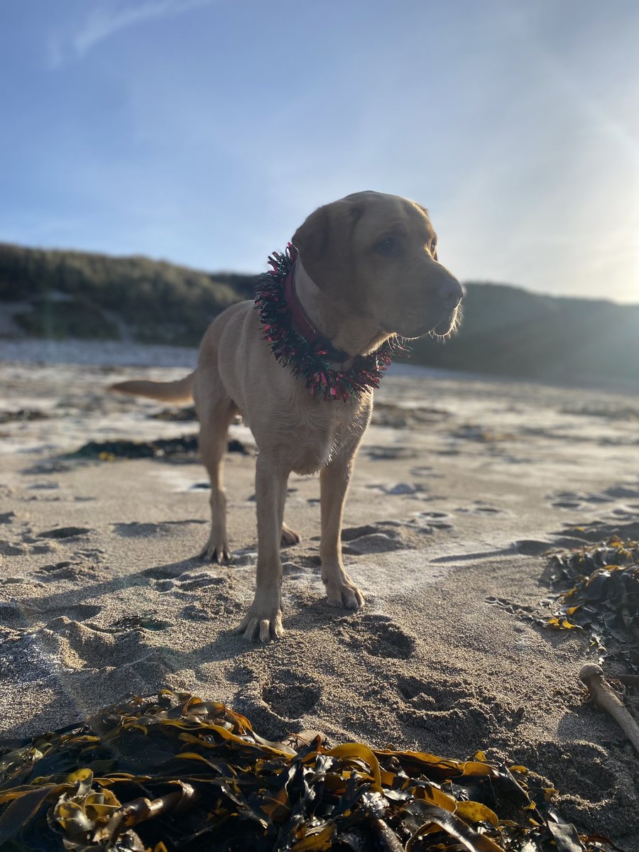 HamsPaw's tweet photo. Henry loved @ASTLAP’s frosty festive welly walk this morning. Such a wonderful way to go into the Christmas holidays. #family #festivetradition #Christmasdog https://t.co/qTAdtiG4Ml