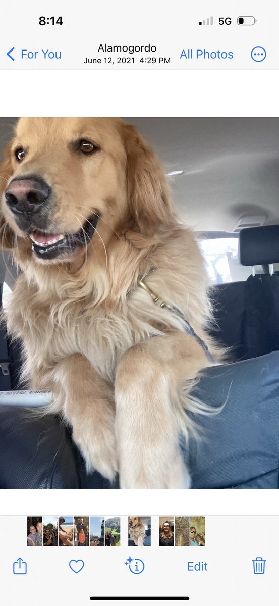 dufffah's tweet photo. @mhdksafa @elissaben70 Dogs always help too. We are just saying hi https://t.co/i35XmP4Wy1