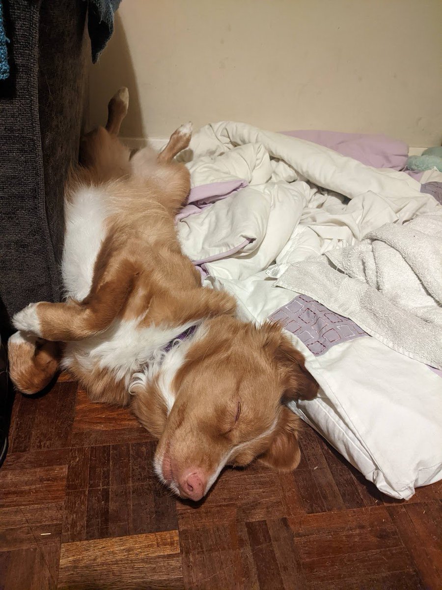 jumplead's tweet photo. @BustaSnutt Oh em gee, you got a Toller! Enjoy the journey, they are great companions! 
Doro says Hi Eevee! Well she would, but she is currently finding the most comfy way to sleep https://t.co/Ho2batRBHC