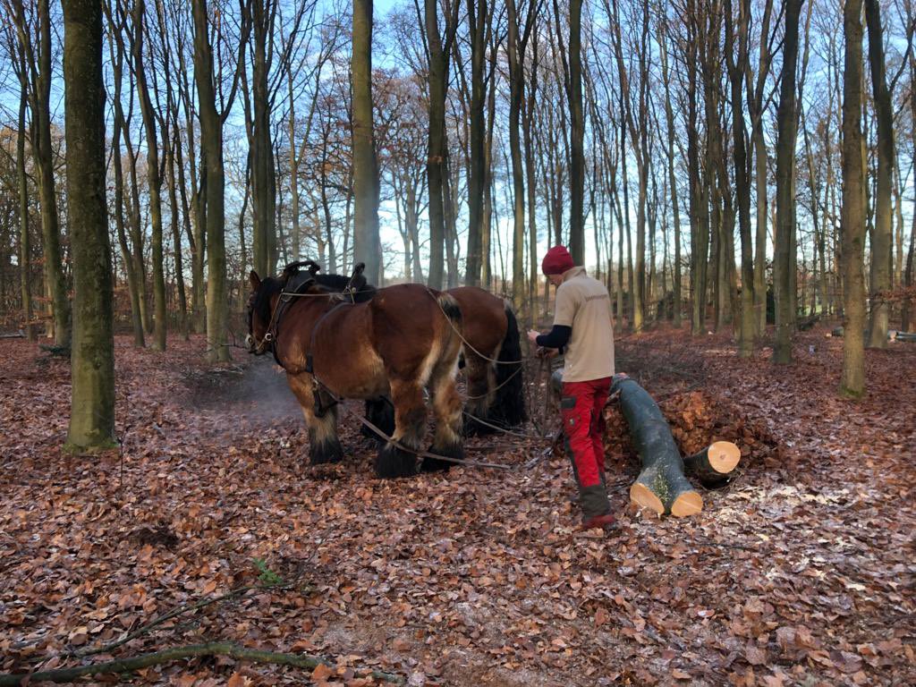 Peter30775782's tweet photo. Gisteren zagen, vandaag uitslepen met paard. Doel een gevarieerder, biodiverser en structuur rijk bos #paard #mens #hout #bos https://t.co/7Q76g4GNyK
