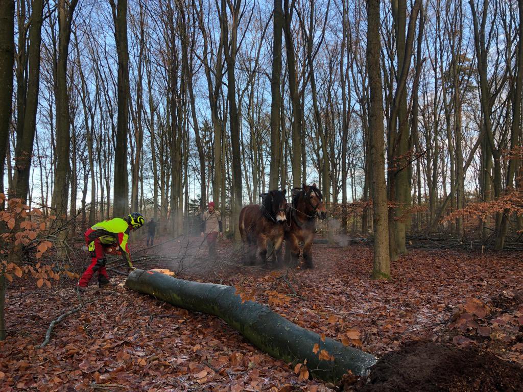 Peter30775782's tweet photo. Gisteren zagen, vandaag uitslepen met paard. Doel een gevarieerder, biodiverser en structuur rijk bos #paard #mens #hout #bos https://t.co/7Q76g4GNyK