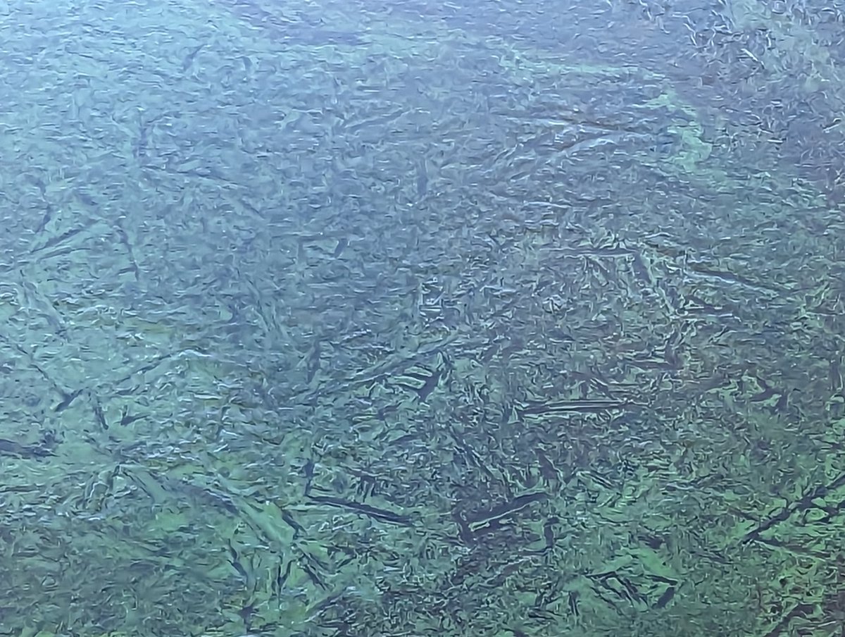 Algae trapped under the ice.