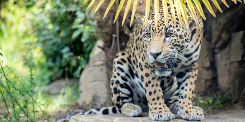woodlandparkzoo's tweet photo. Today is the perfect #FitzFriday! The author of Pride &amp; Prejudice was born this day in 1775, so 12/16 is #JaneAustenDay, too! Our 5-year-old jaguar is named after Mr. Fitzwilliam Darcy from Austen’s novel so he is the real #MrDarcy! 
#BetterThanColinFirth #YesYesAThousandTimesYes https://t.co/n6pnvdJVkn