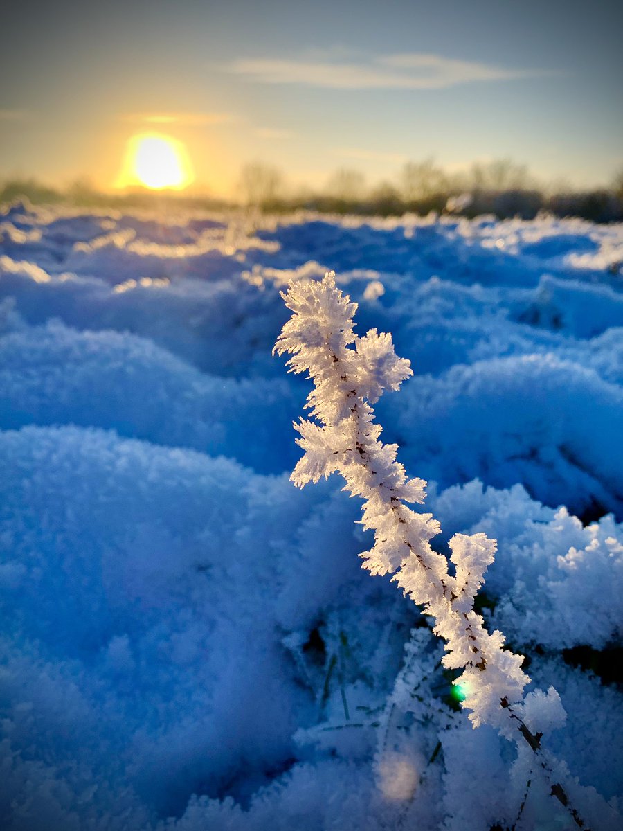 Ephemeral Beauty of the Natural World: Hoarfrost at Forder’s Field, Pitstone (near @BowlesWyer offices today).