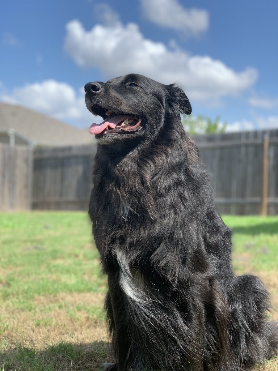 Gregurich's tweet photo. @PFTCommenter This is Django and he could be a model https://t.co/50GC0AmVxW
