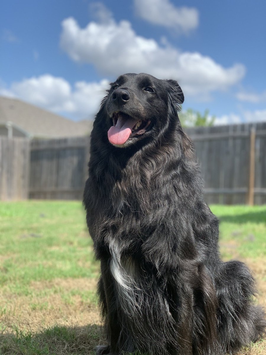 Gregurich's tweet photo. @PFTCommenter This is Django and he could be a model https://t.co/50GC0AmVxW
