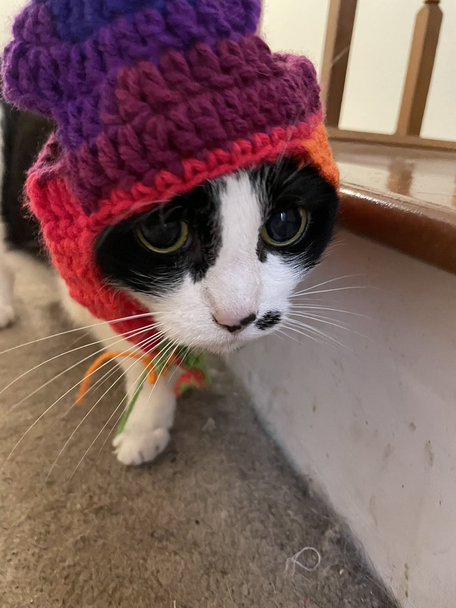 0Randomweirdo3's tweet image. Cat