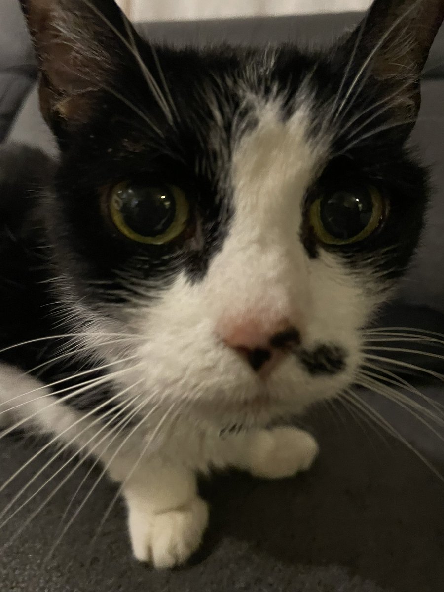 0Randomweirdo3's tweet image. Cat